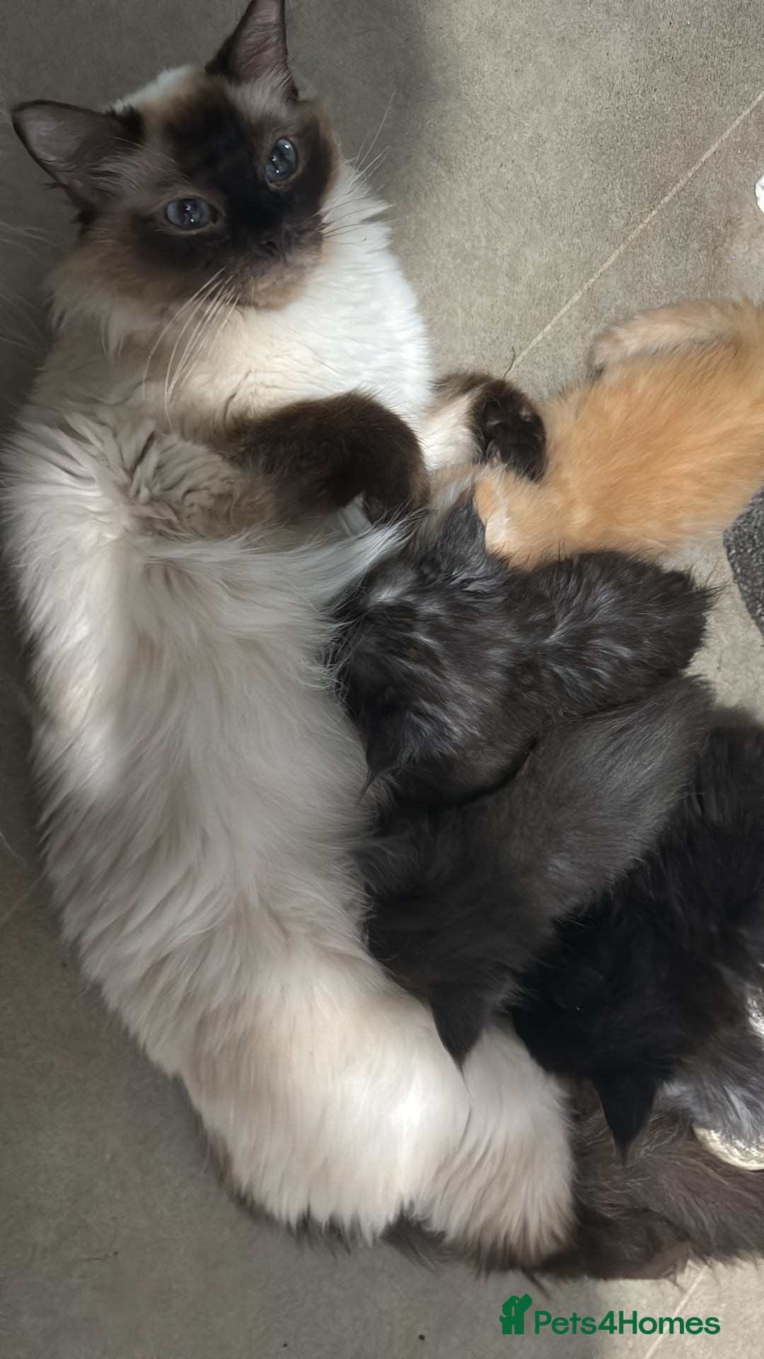 Maine Coon cats for sale: Super fluffy gorgeous Maine coon /Ragdoll kittens  - Image 11