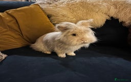 Lionhead rabbits for sale: Lion head x Lop buck looking for forever home - Image 1