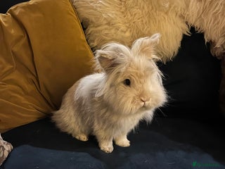 Lionhead rabbits - Advert 13