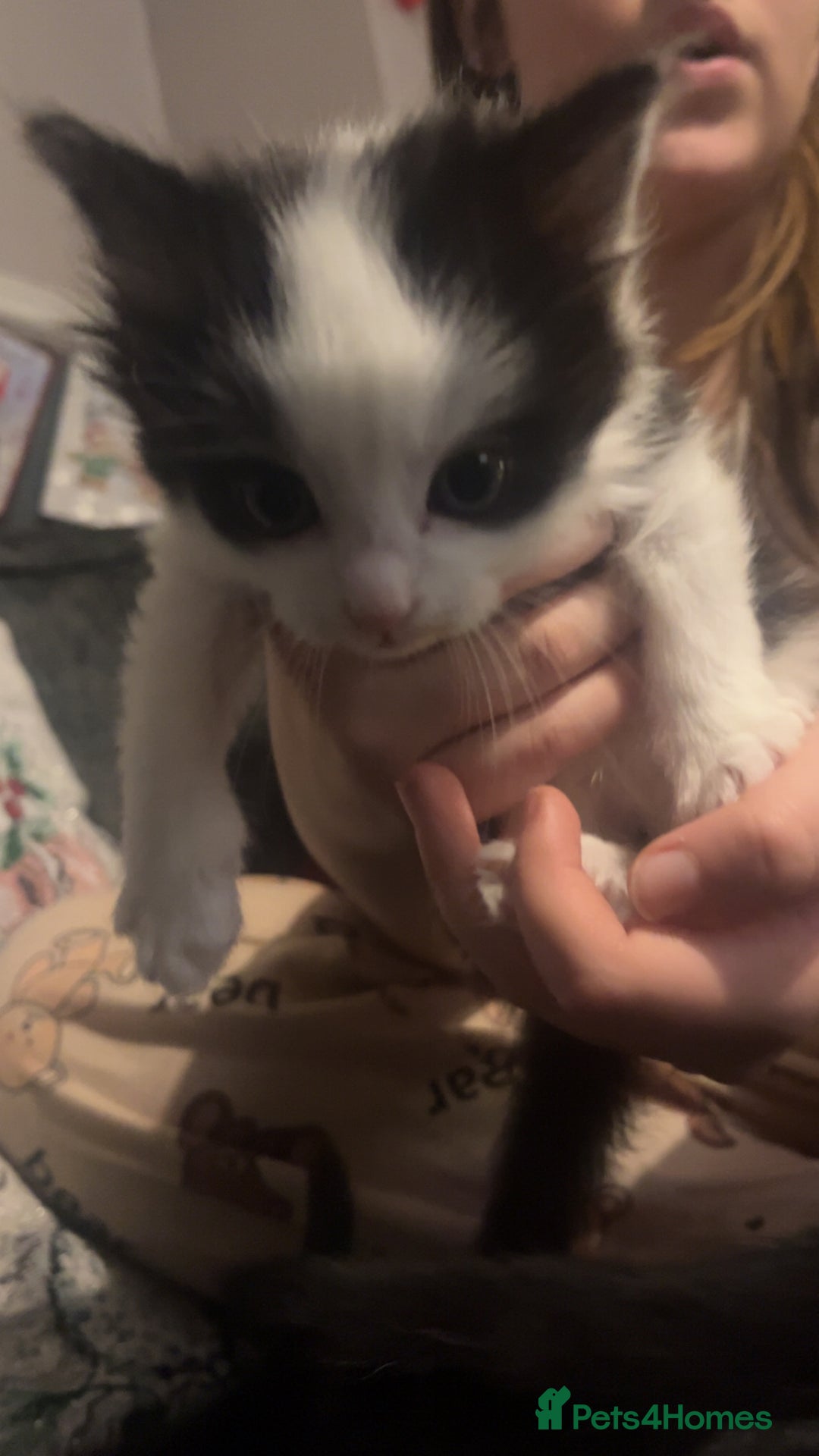 Mixed Breed cats for sale: 2 male kittens  - Advert 2