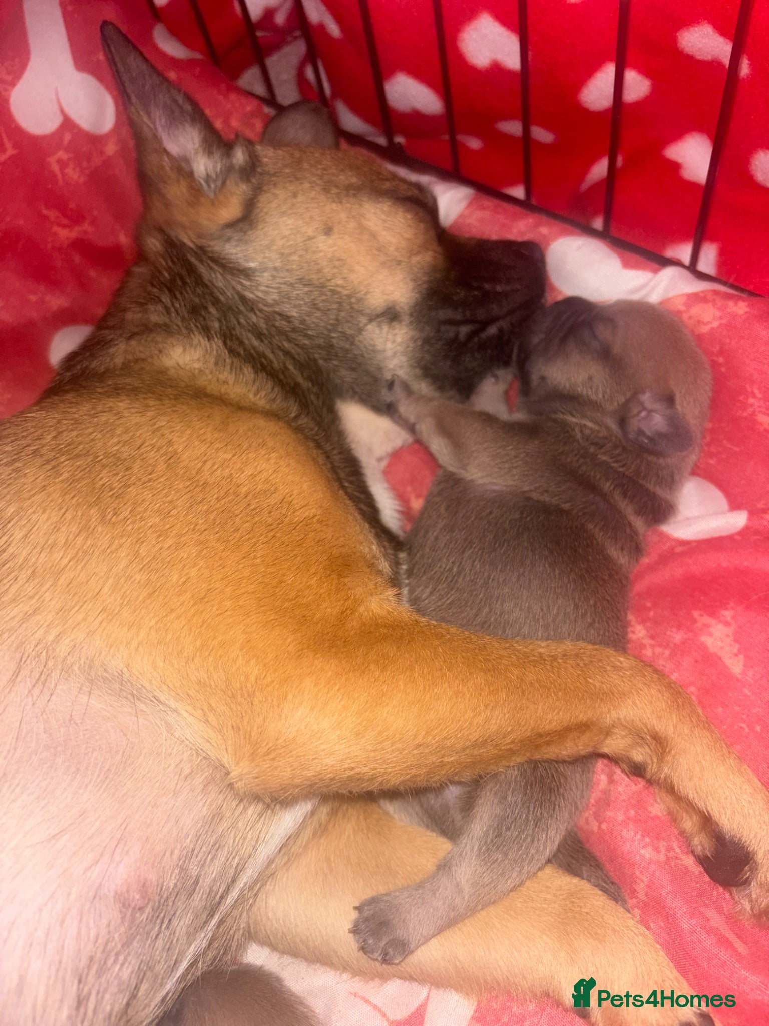 Mixed Breed dogs Puppies - Advert 2
