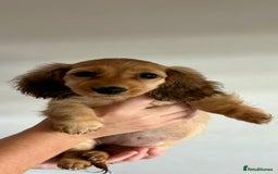 Miniature Dachshund dogs for sale:  Ready to leave - Long Haired Miniature Dachshund  - Image 1