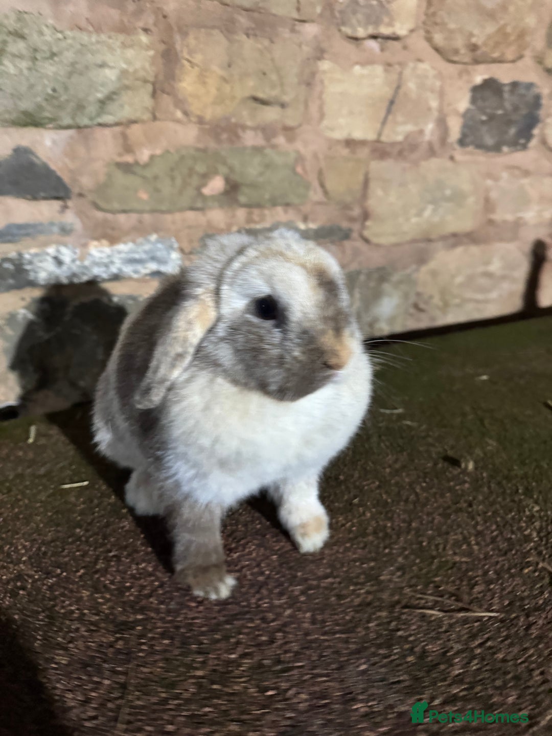 Mini Lop rabbits for sale: Lilac self buck chocolate harli female mini lops  - Advert 3