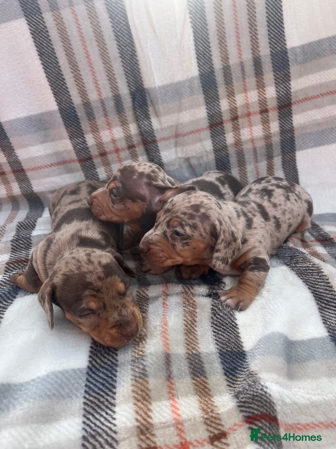 Miniature Dachshund dogs for sale: 5⭐️BREEDERS🏆KCREG🌸6GIRL💙1BOY🩺HEALTH TESTED🧬 - Image 2