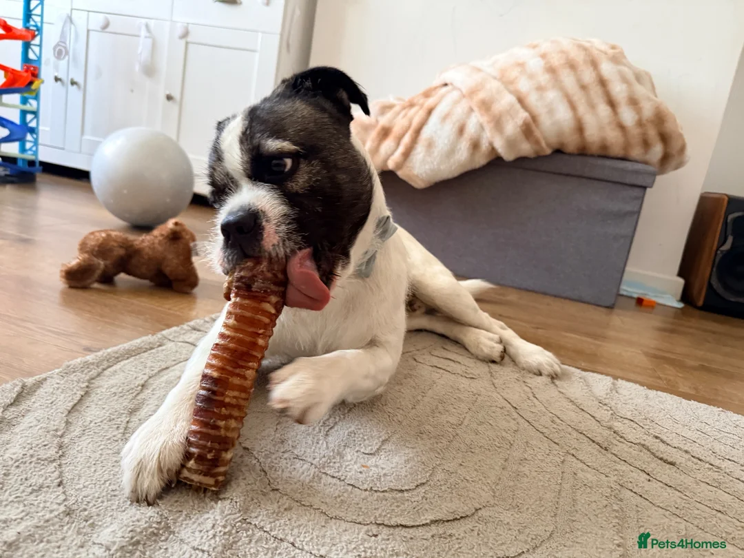 Mixed Breed dogs for sale: Max is looking for his forever home  - Advert 2