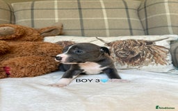 Staffordshire Bull Terrier dogs for sale: STAFFORDSHIRE BULL TERRIERS💚 - Image 21