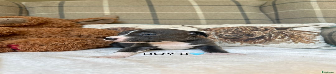 BOY 3🩵