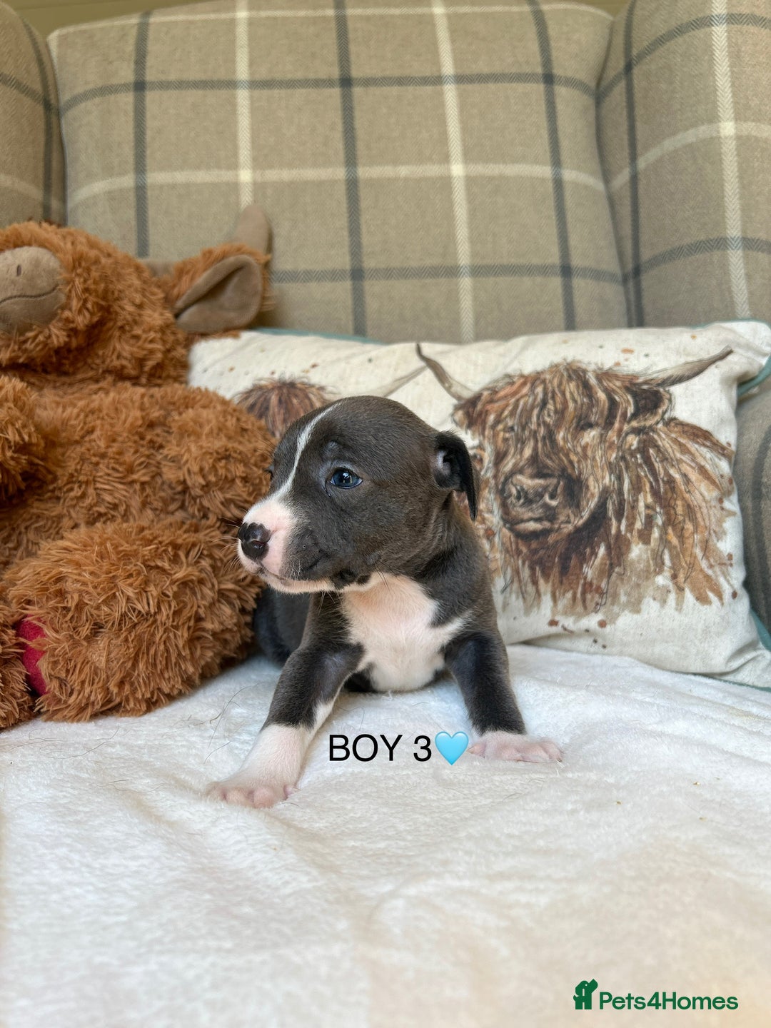 Staffordshire Bull Terrier dogs for sale: STAFFORDSHIRE BULL TERRIERS💚 - Image 21