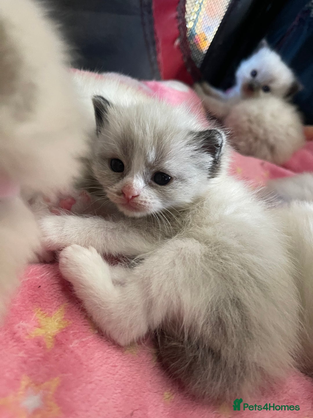 Ragdoll cats for sale: ✨Ragdoll Kittens Available – European Lines ✨ - Image 14