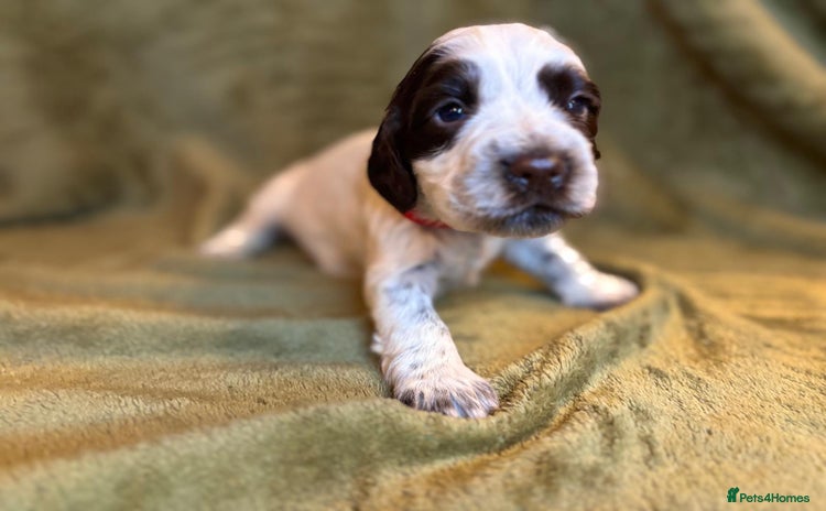 Cocker Spaniel dogs - Advert 4