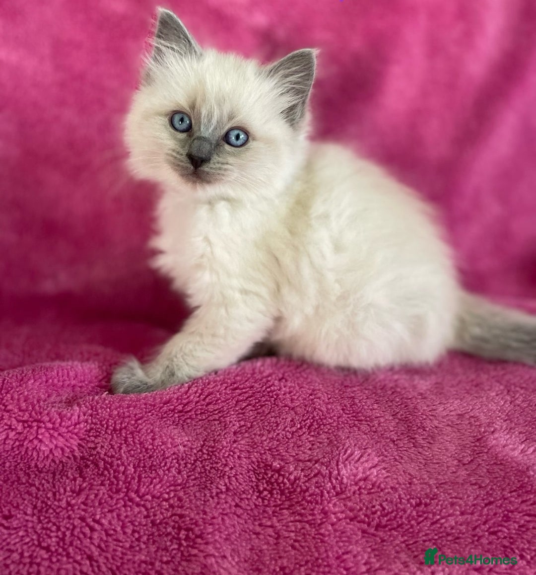 Ragdoll cats for sale: precious blue eye Ragdolls.  - Image 3