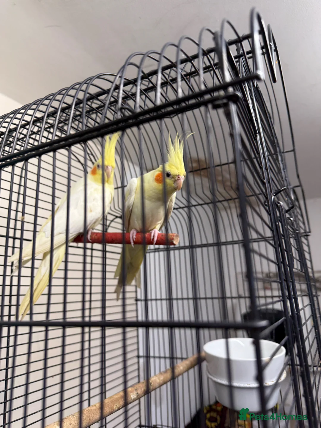 Cockatiels birds for sale: Cocktails for sale - Advert 2