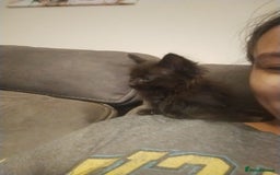 Mixed Breed cats for sale: Beautiful ragdoll bengal kittens  - Image 6