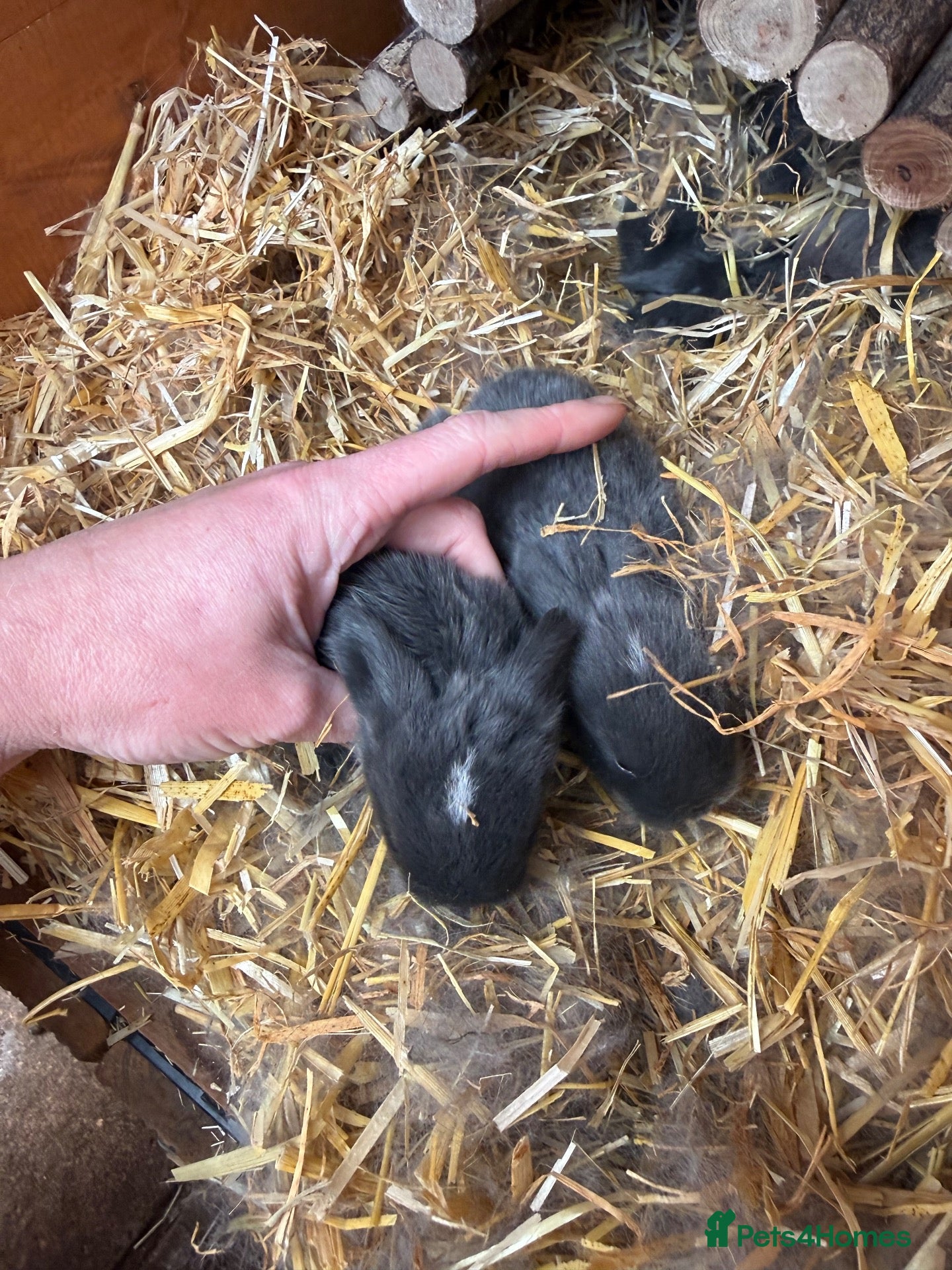 Mini Lop rabbits 8 Mini Lops - Waiting list open - Advert 2