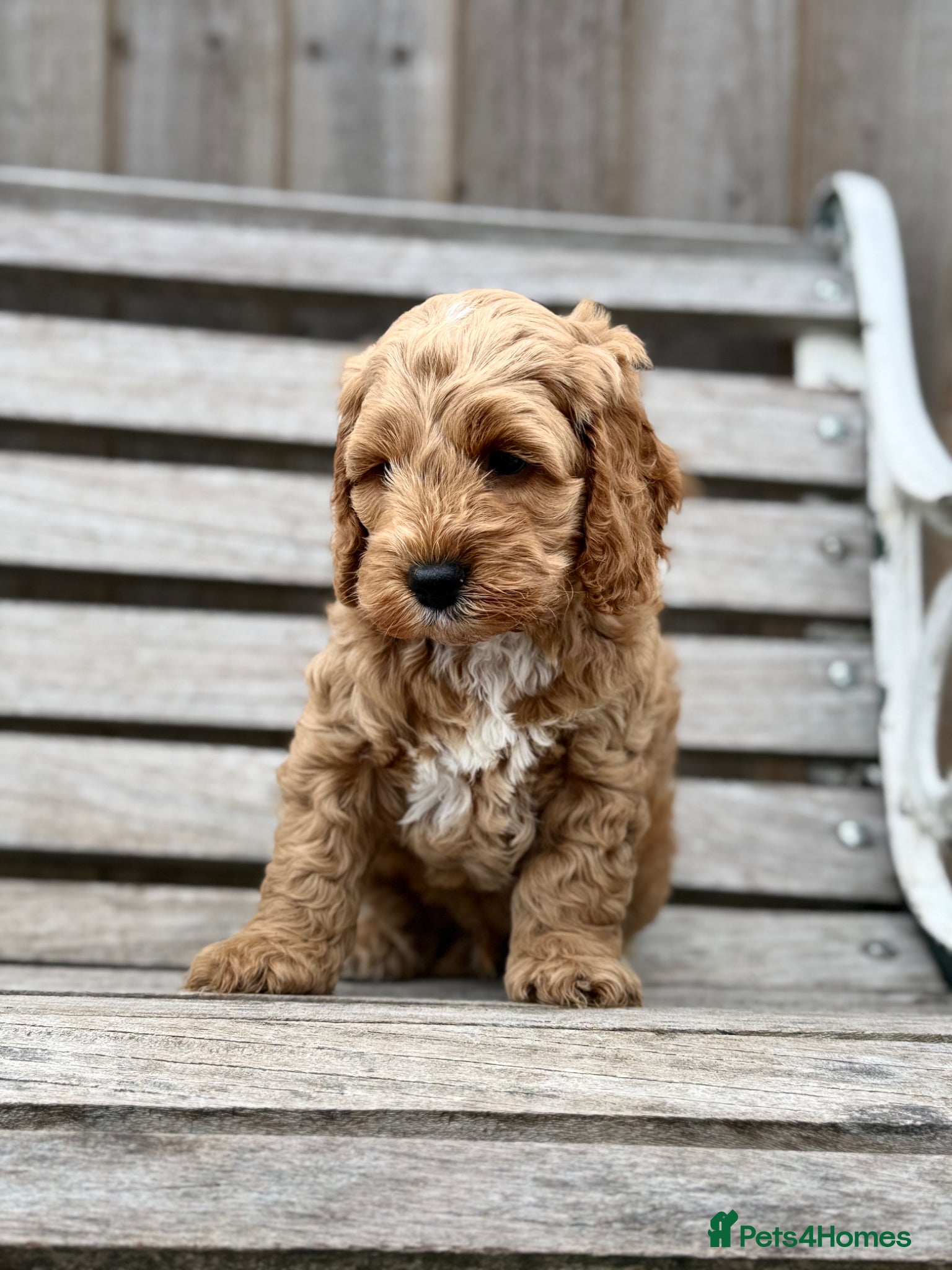 Cockapoo dogs F1 cockapoo puppies - Advert 5