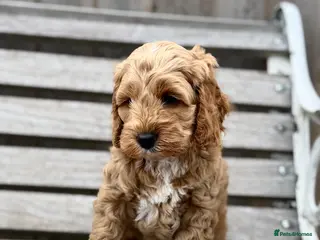 Cockapoo dogs F1 cockapoo puppies - Advert 5