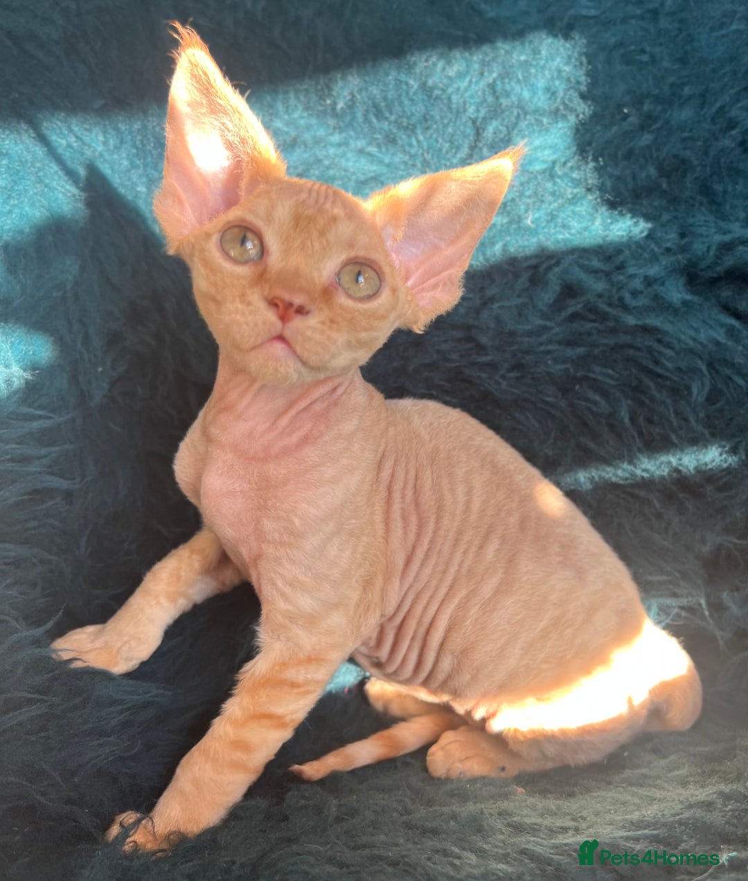 Devon Rex cats for sale: Devon Rex kittens  - Advert 10