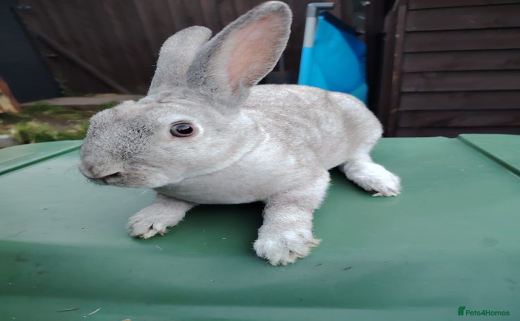 Mixed Breed rabbits Updated in 7 November bunnies - Advert 16