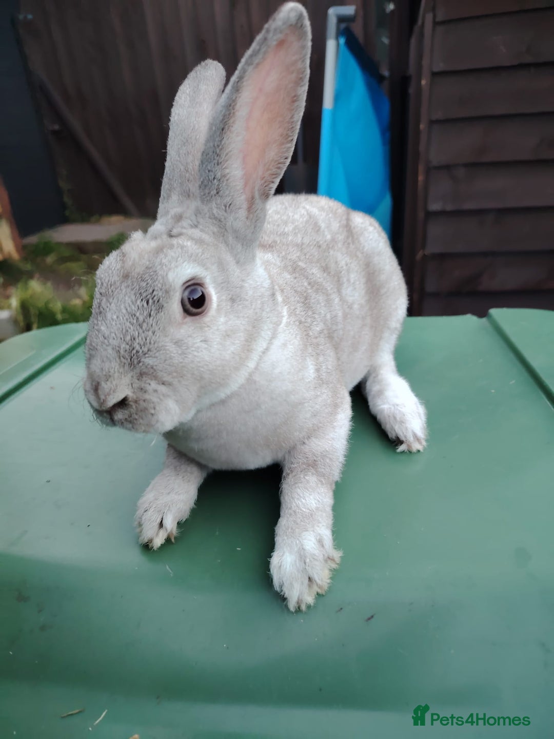 Mixed Breed rabbits for sale: Updated in 7 November bunnies - Advert 1