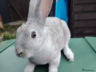 Mixed Breed rabbits for sale: Updated in 7 November bunnies - Advert 1