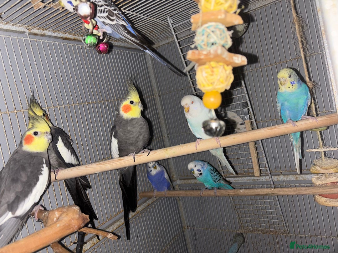 Cockatiels birds for sale: Cockatiels budgies and kakarikis for sale  - Image 4