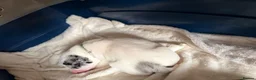 Mixed Breed dogs for sale: Beautiful bull/greyhound puppies  - Advert 2