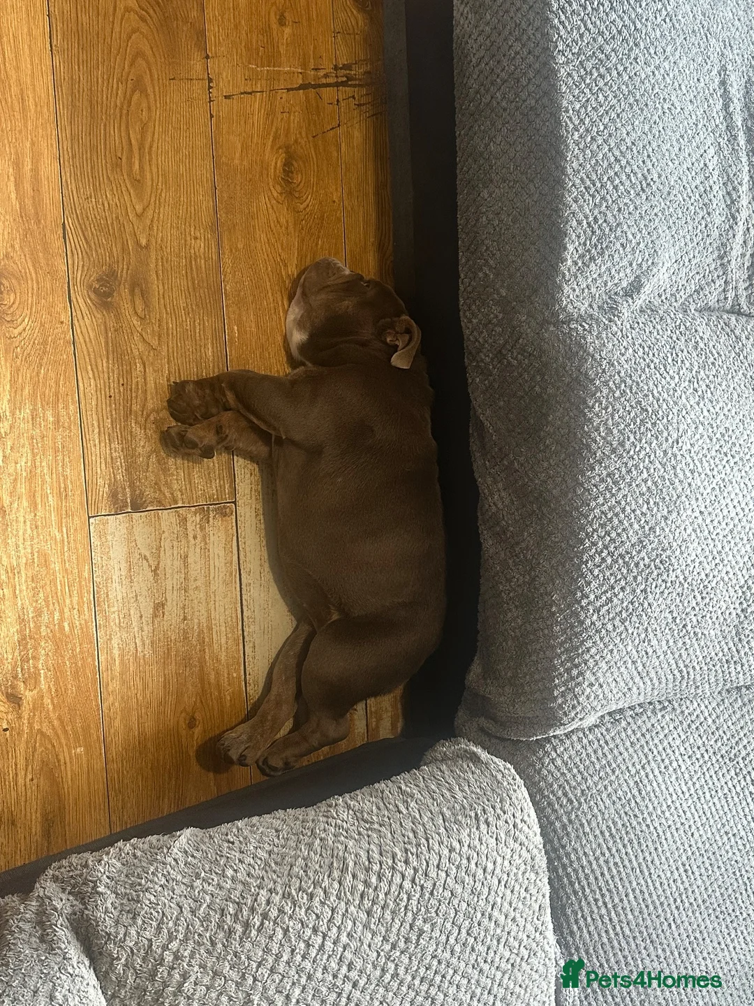 English Bulldog dogs for sale: lilac tri bulldog girl 9 months old - Advert 2
