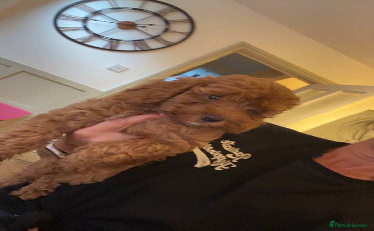 Cockapoo dogs - Advert 2