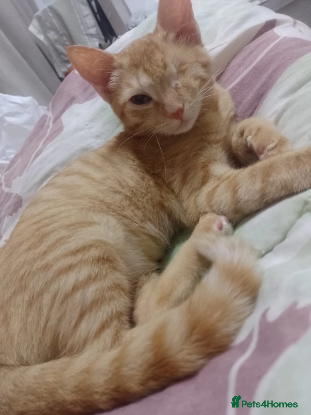 Mixed Breed cats for adoption: HARK-MIX PERSIAN CUDDLY BOY NEUTERED VACCINATED - Advert 5