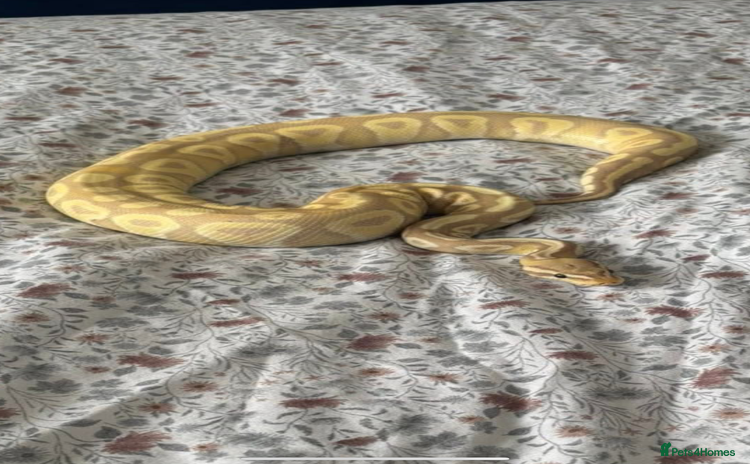 Python Snake reptiles - Advert 15
