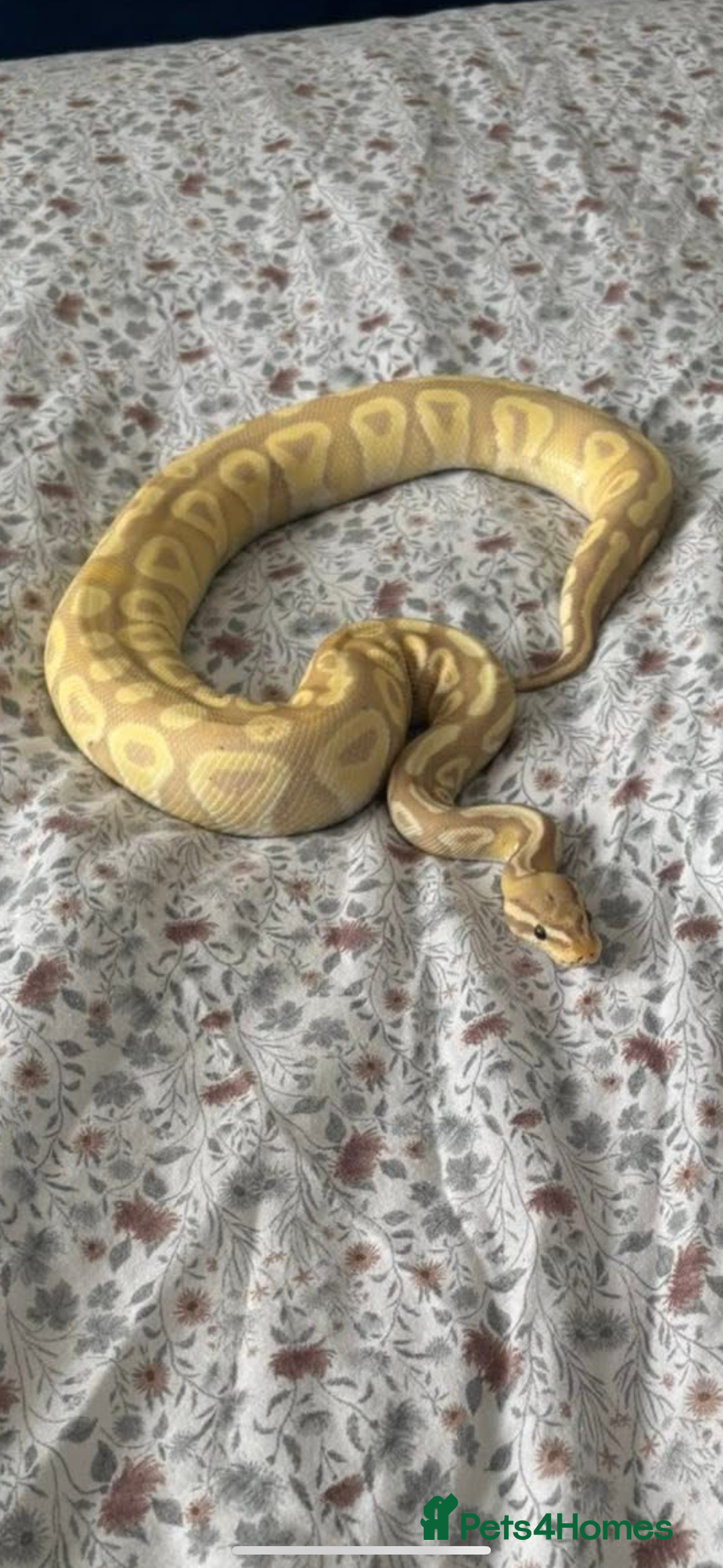 Python Snake reptiles for sale: Royal python  - Image 1