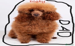Toy Poodle dogs for sale: Gorgeous Toy Poodles - Image 6