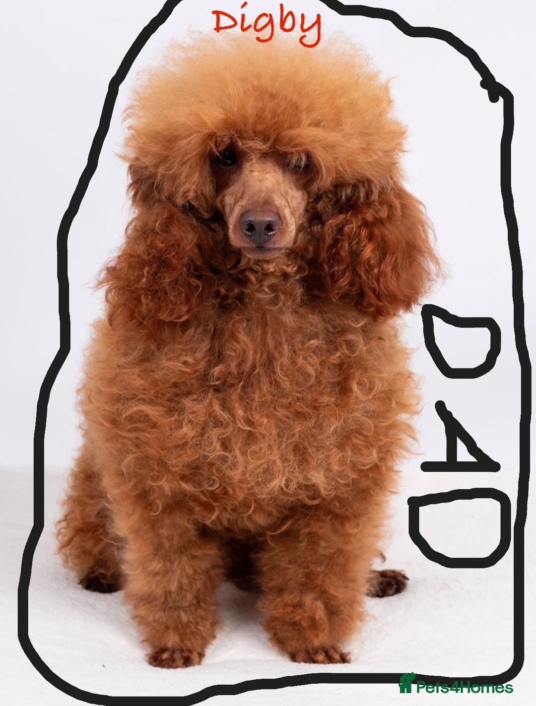 Toy Poodle dogs for sale: Gorgeous Toy Poodles - Image 6