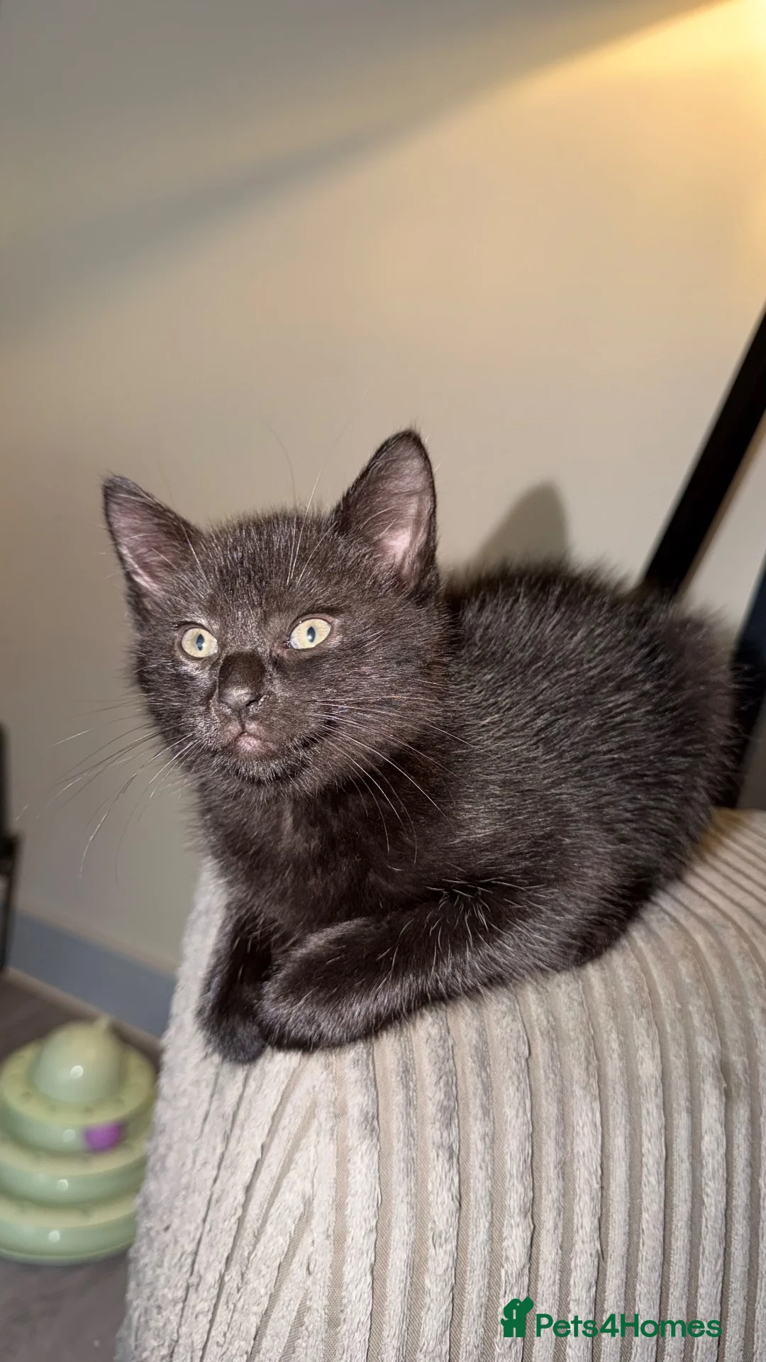 Domestic Shorthair cats for sale: 1 male 1 female kitten for sale.  - Advert 6