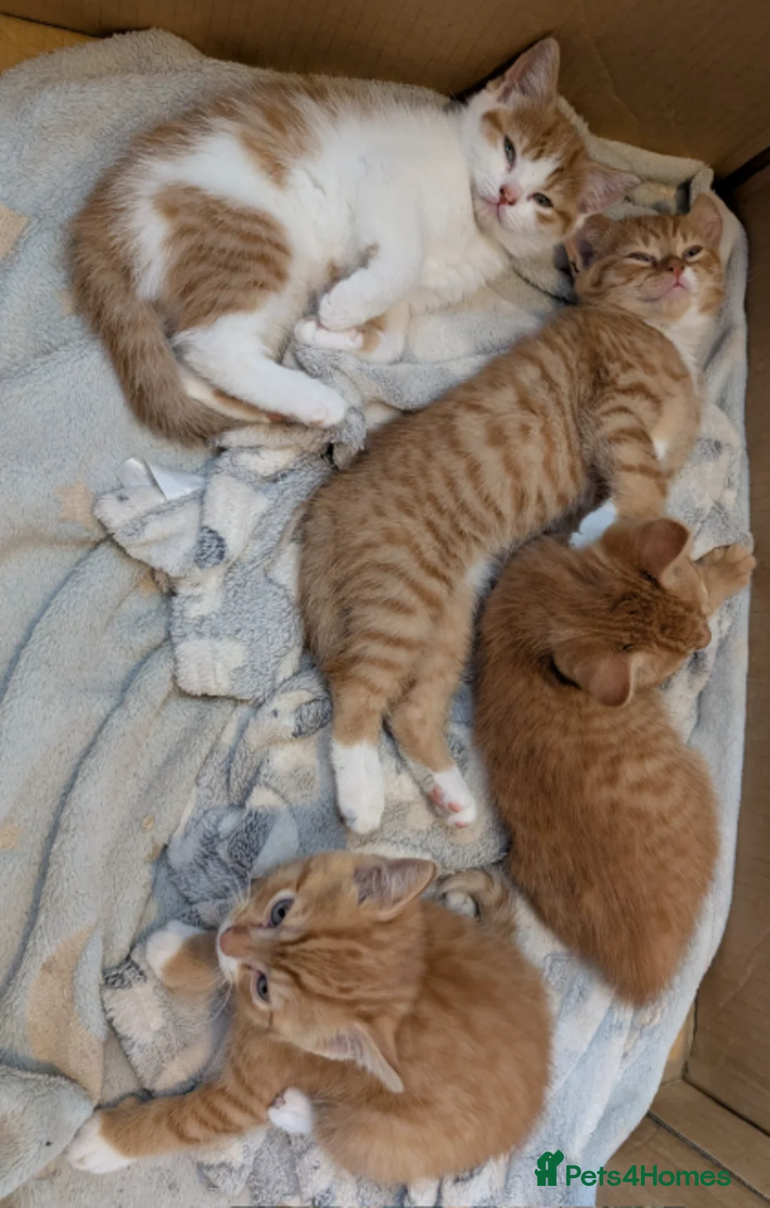 Mixed Breed cats for sale: Gorgeous ginger kittens for sale - Advert 2