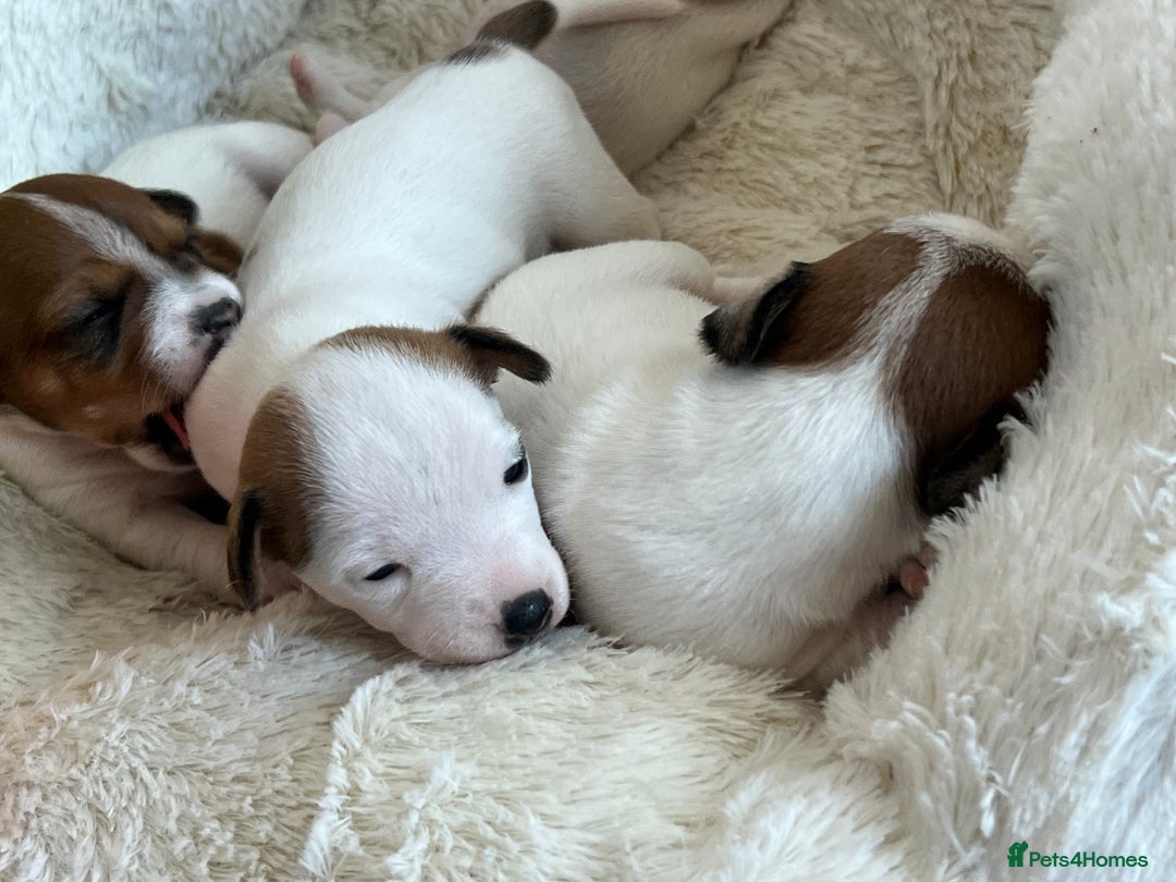 Jack Russell dogs for sale: Stunning Miniature Jack Russell Puppies!!! - Advert 14