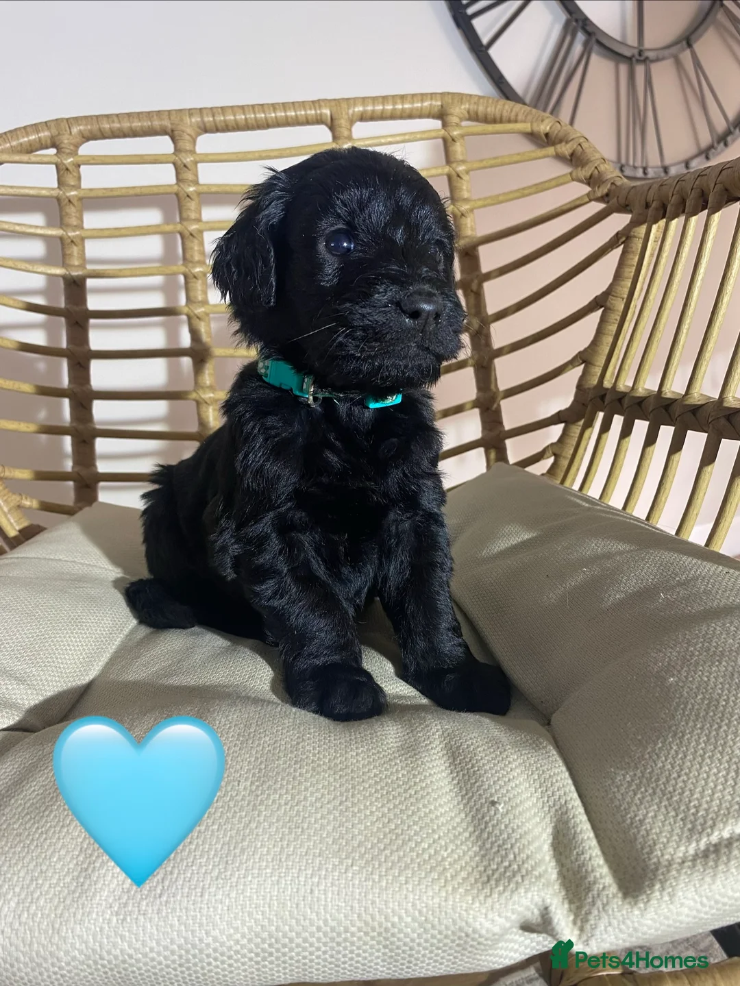 Goldendoodle dogs for sale: F1 Goldendoodles 🖤💛 - Advert 28
