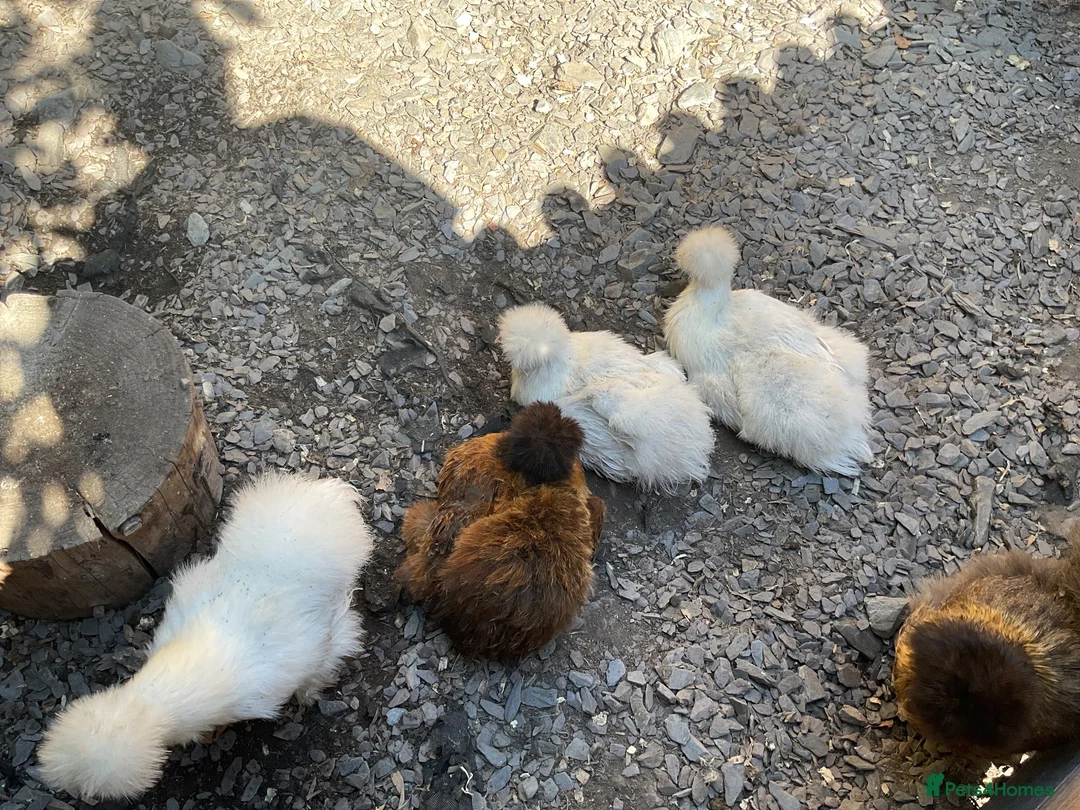 Chickens poultry for sale: White silkies in Pwllheli - Advert 2