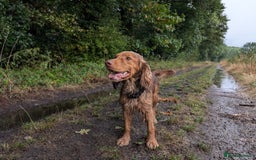 Cocker Spaniel dogs for sale: Kc Reg - Working Cocker Spaniel Puppies DNA Tested - Advert 9