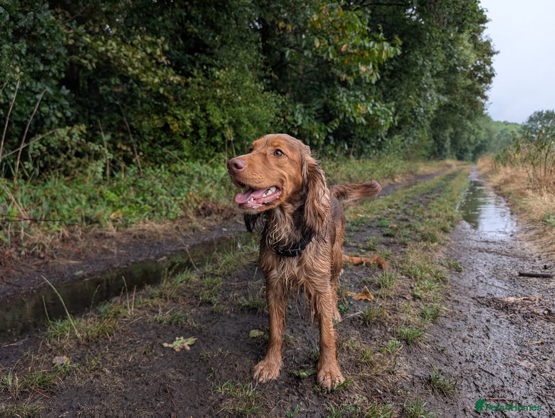 Cocker Spaniel dogs for sale: Kc Reg - Working Cocker Spaniel Puppies DNA Tested - Advert 9