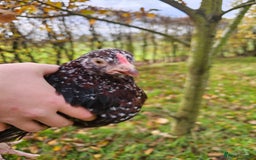 Chickens poultry for sale: Pure breed speckled Sussex pair - Image 1