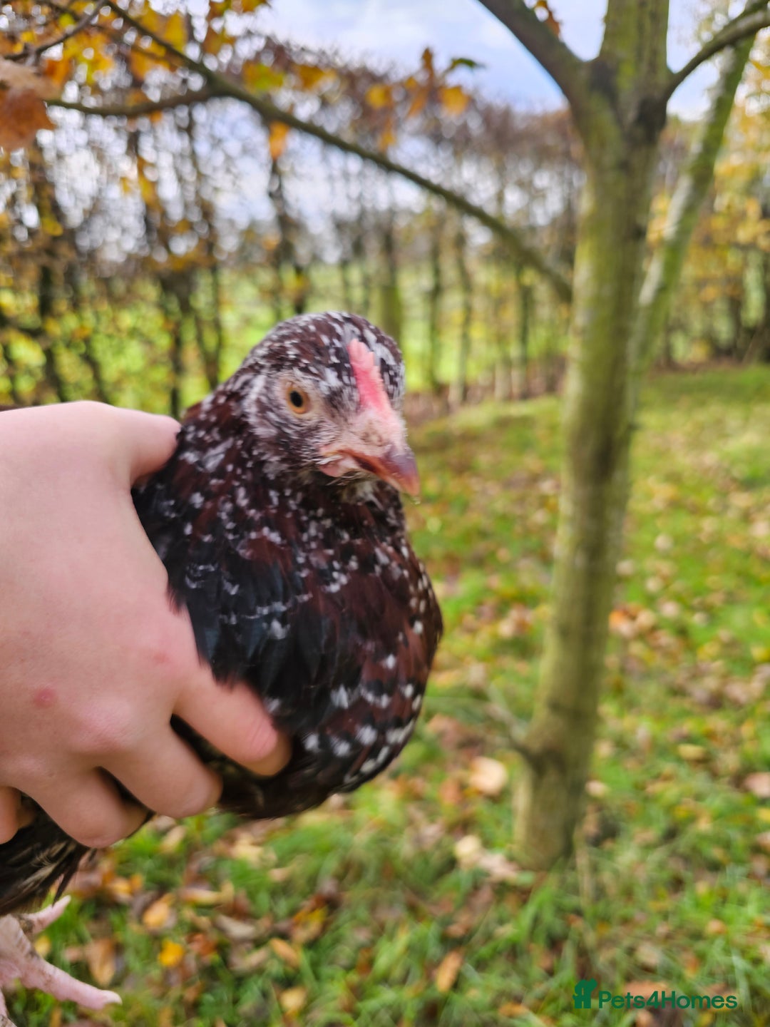 Chickens poultry for sale: Pure breed speckled Sussex pair - Image 1