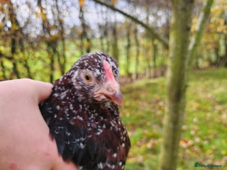 Chickens poultry - Advert 2