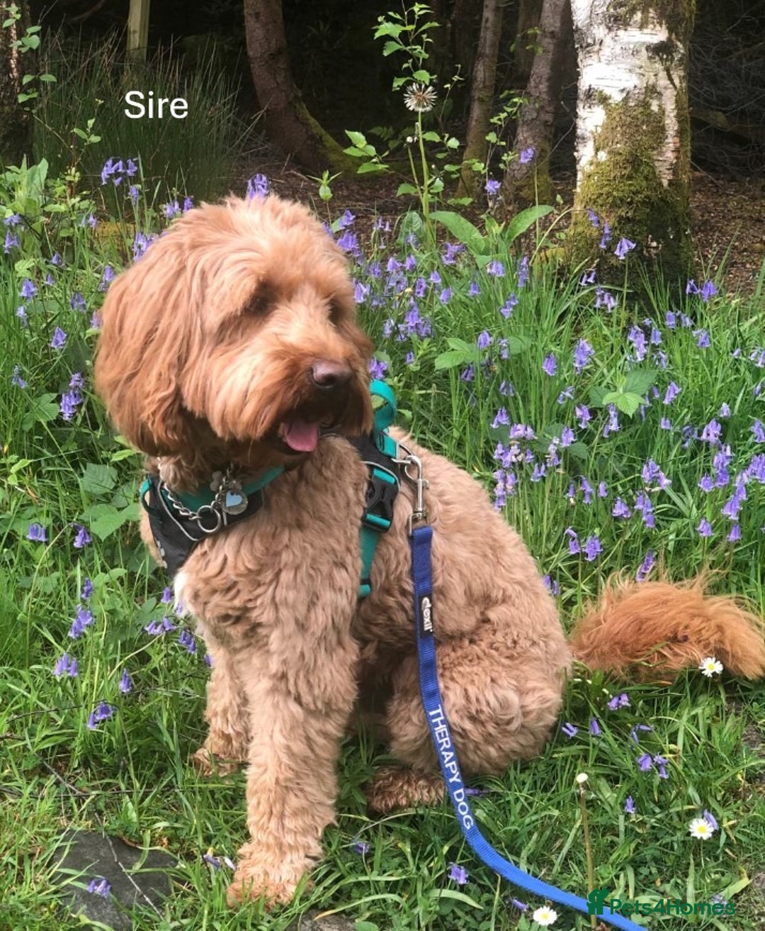 Mixed Breed dogs for sale: Multi-gen Medium Labradoodle puppies - Image 23