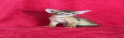 Abyssinian cats for sale: Beautiful GCCF Registered Abyssinian Kittens 💙❤️ - Advert 16