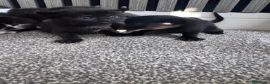 Mira 