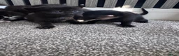 Mixed Breed cats for sale: Beautiful kittens needing new homes  - Advert 7