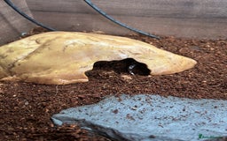 Leopard Gecko reptiles for sale: Male leopard gecko and all equipment  - Image 19