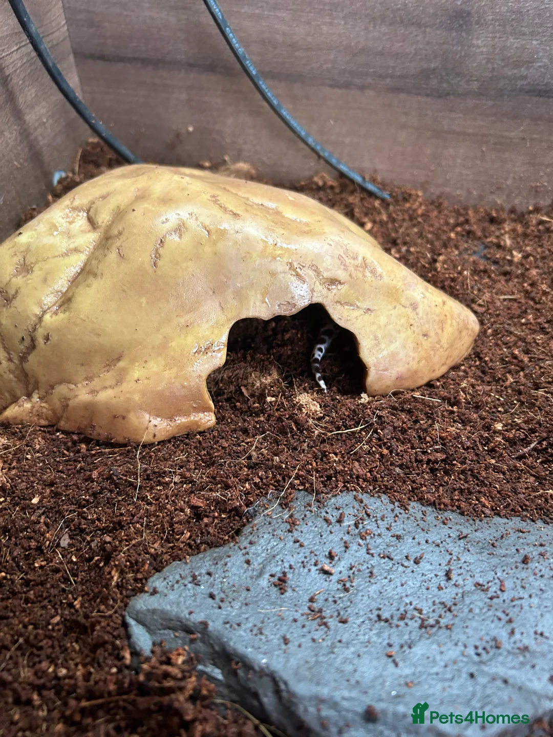 Leopard Gecko reptiles for sale: Male leopard gecko and all equipment  - Advert 20