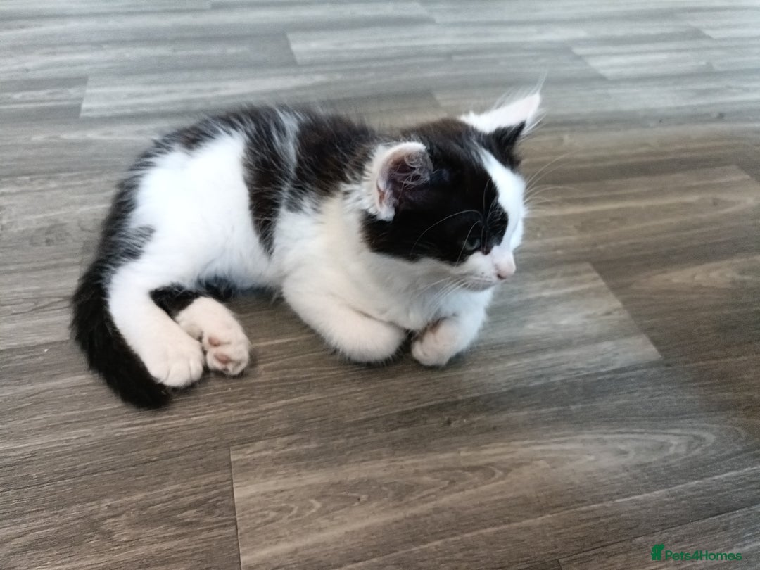 European cats for sale: 3 kittens looking for a home - Image 3